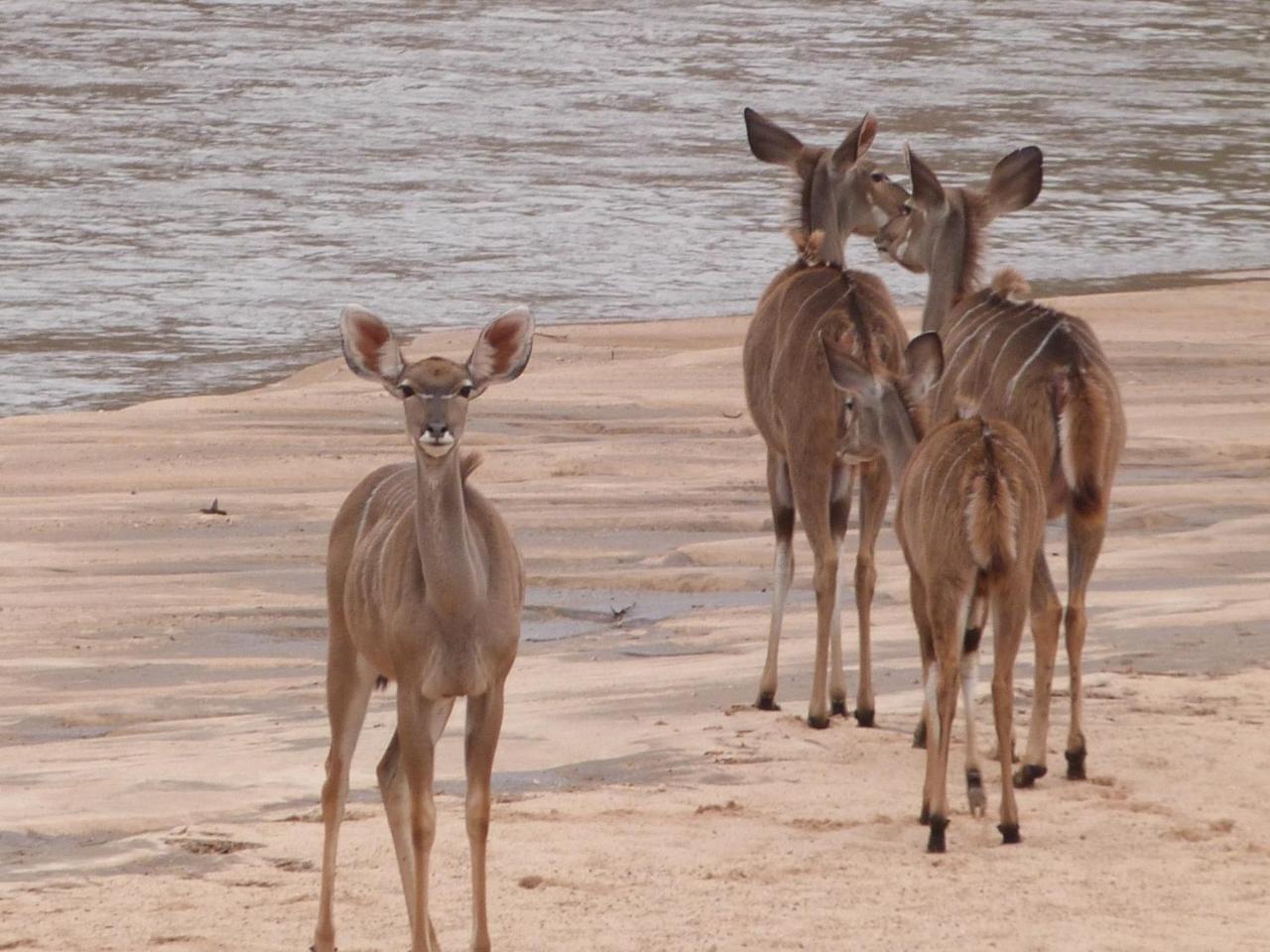 Woodlands Stop Over And Lodge Francistown Esterno foto